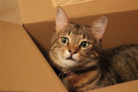 pinayflix cat